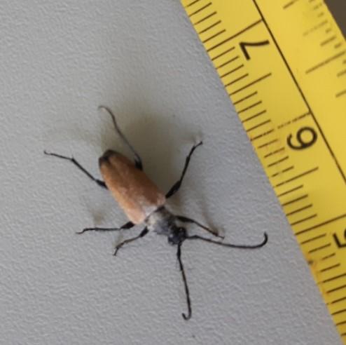 Stictoleptura fulva
